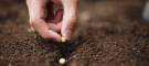 種まき